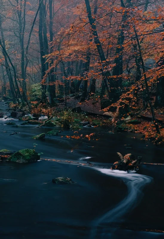 Stream in an autumn forest shot with a long shutter speed so the water looks silky