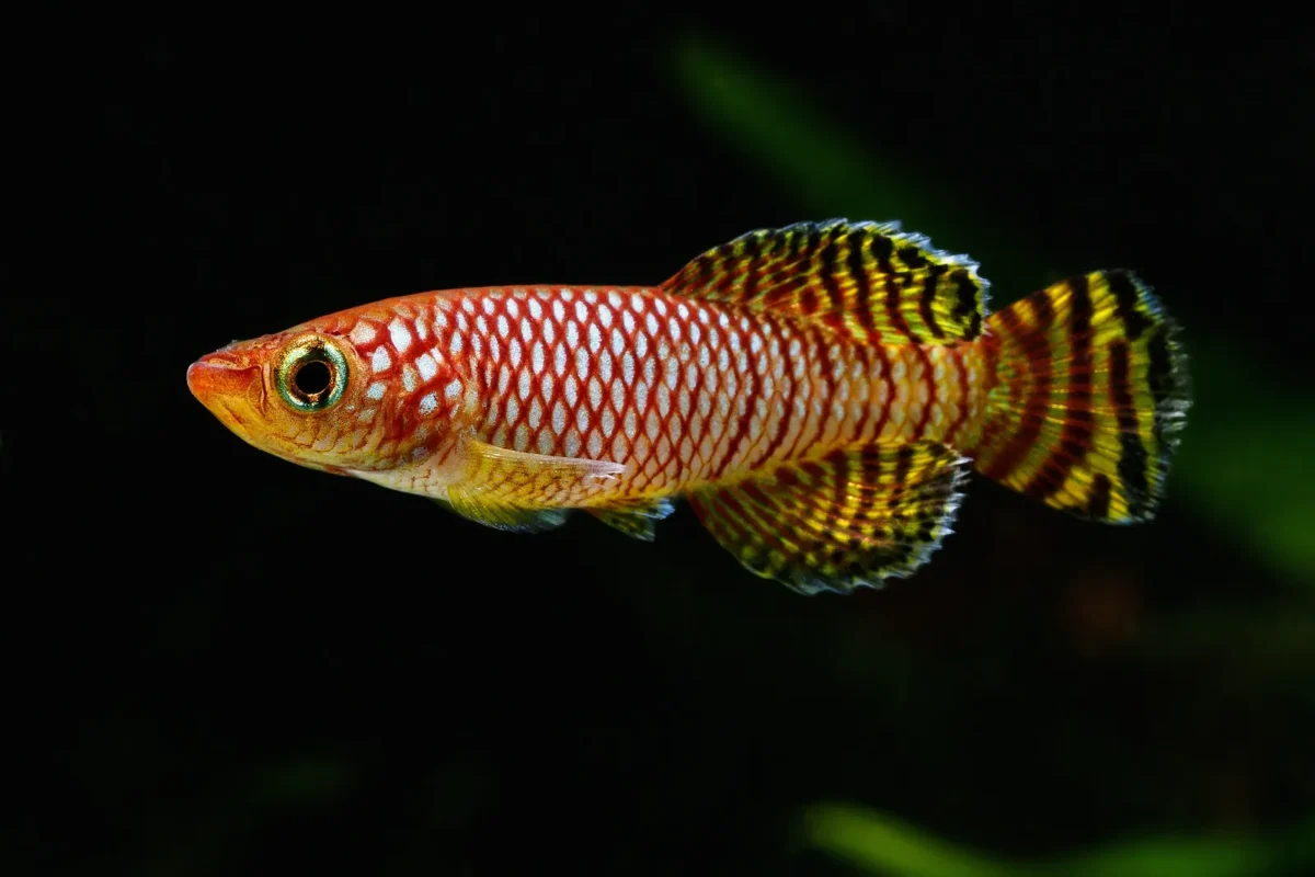 Colourful small fish against a black background