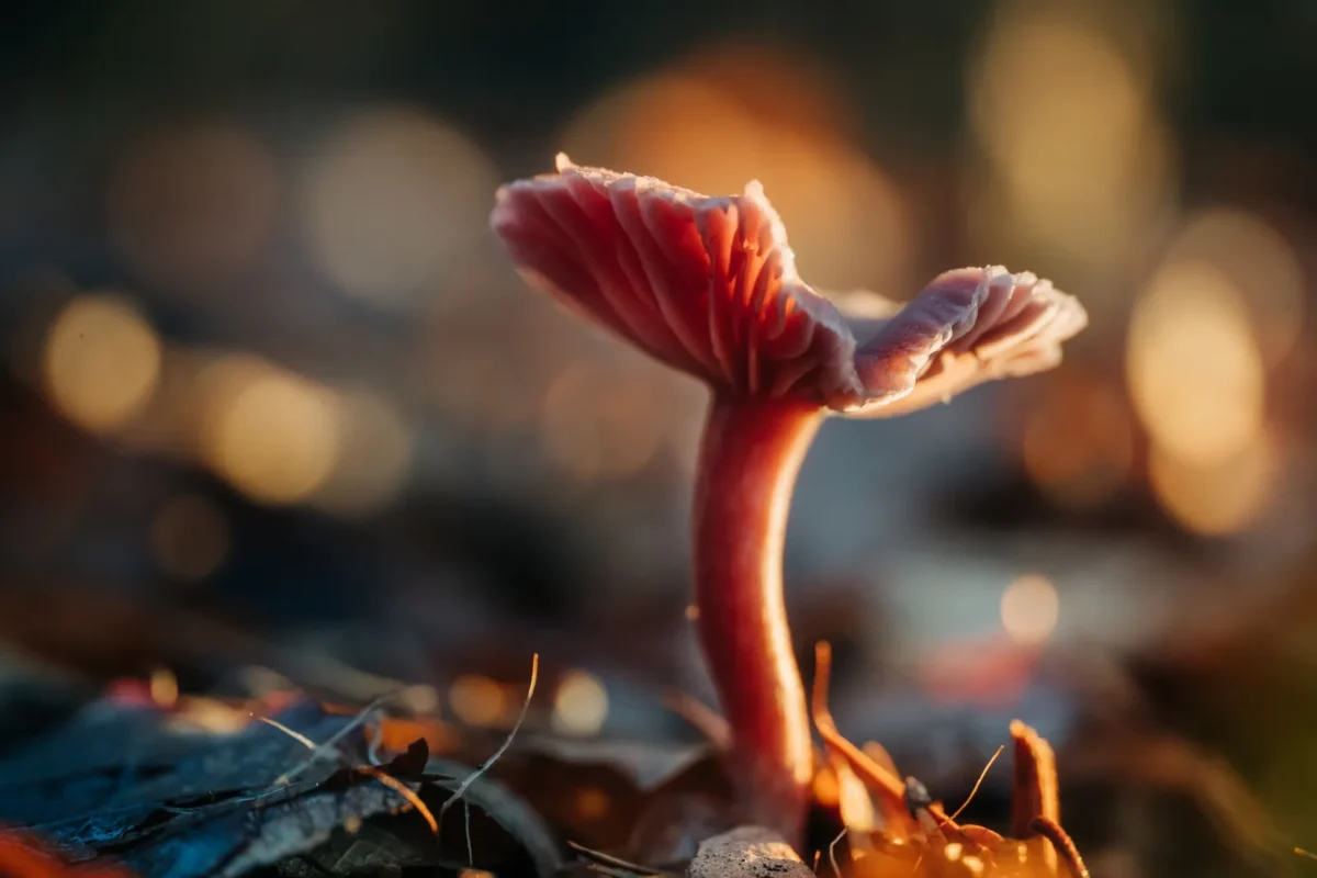 Small red mushroom in backlight with soft bokeh behind it