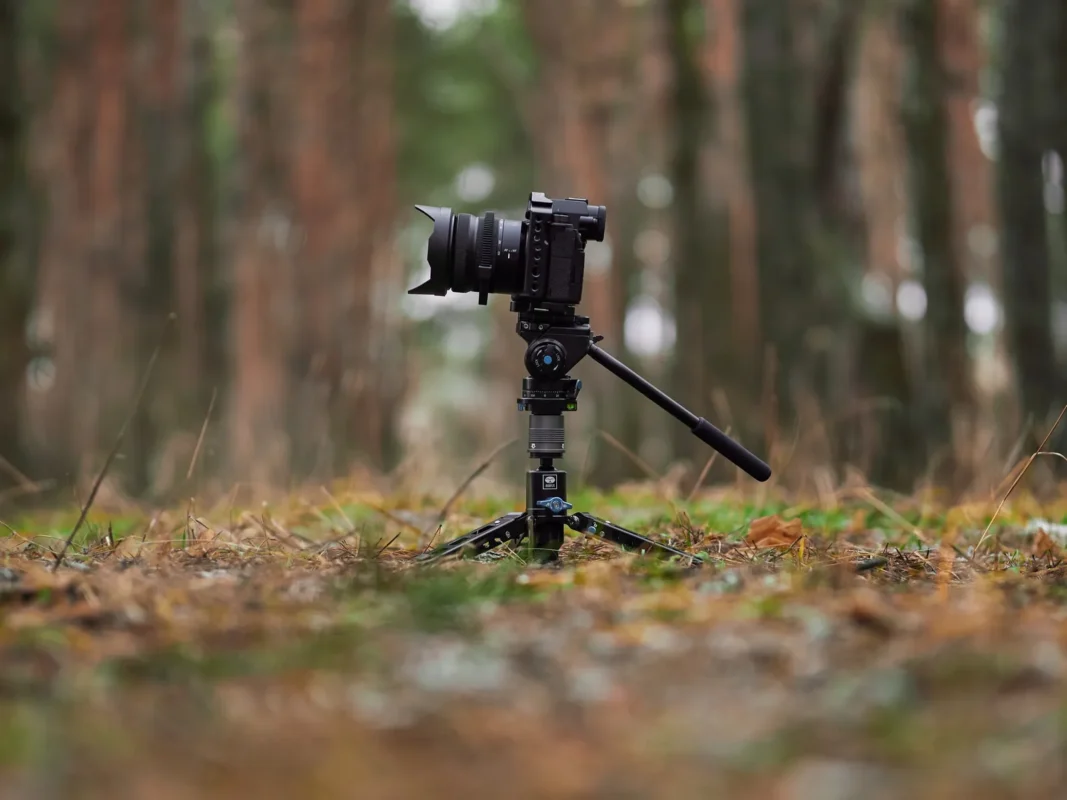Monopod with a camera standing on the forest floor in evening sun