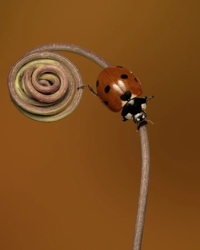Ladybird on a spiral plant tendril