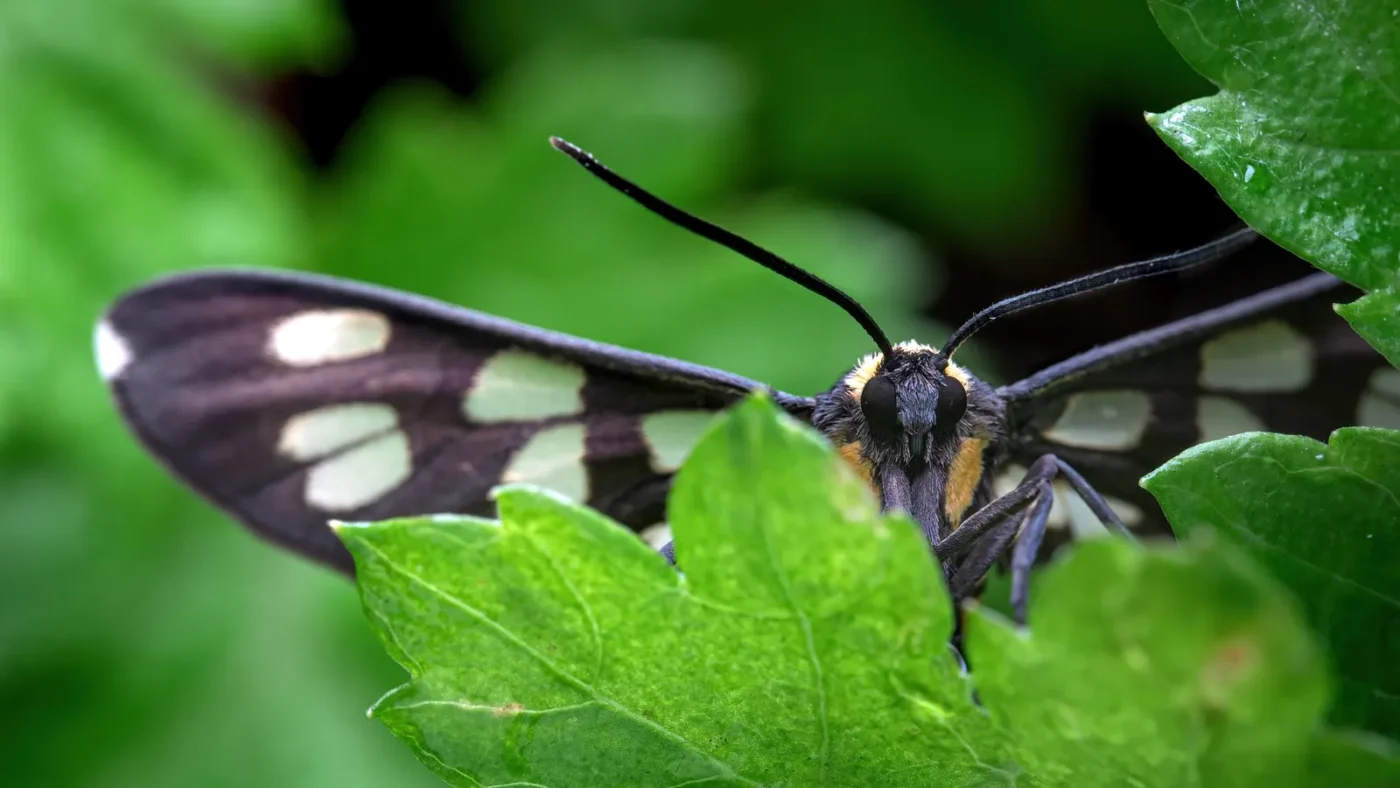 Black and white butterfly on a green leaf