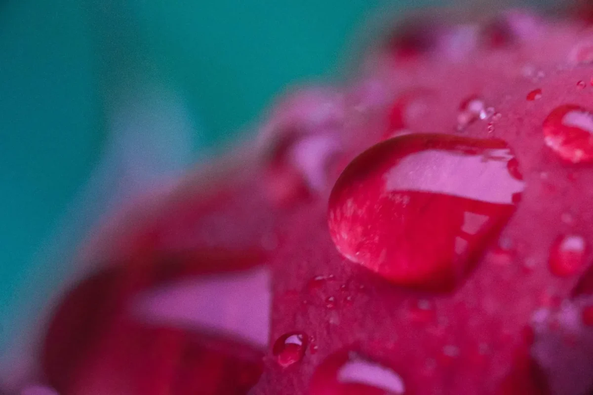 Water drop on a pink petal in an extreme close-up